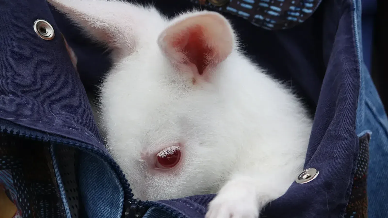 "Betty", un wallaby albino en el zoológico de Columbus, Powell, Ohio.