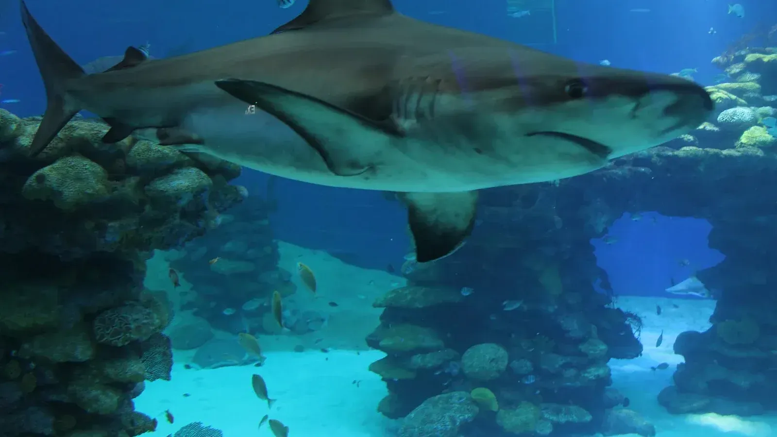 Carcharhinus obscurus, Underwater Observatory Marine Park, Eilat