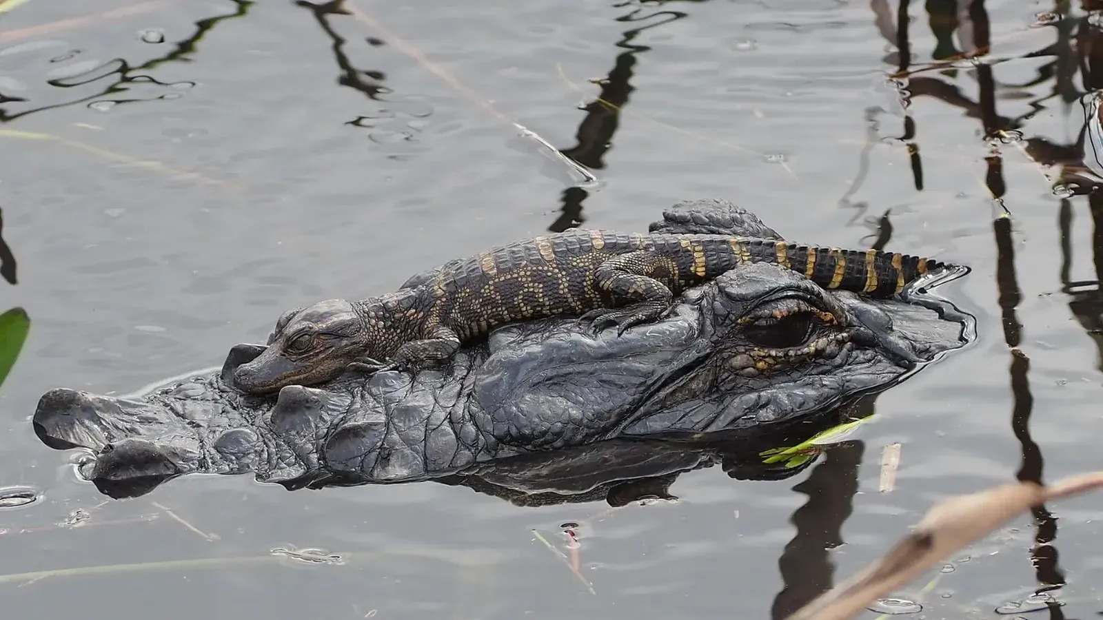 Juvenile American Alligator (Alligator mississippiensis) resting on an adult in Florida