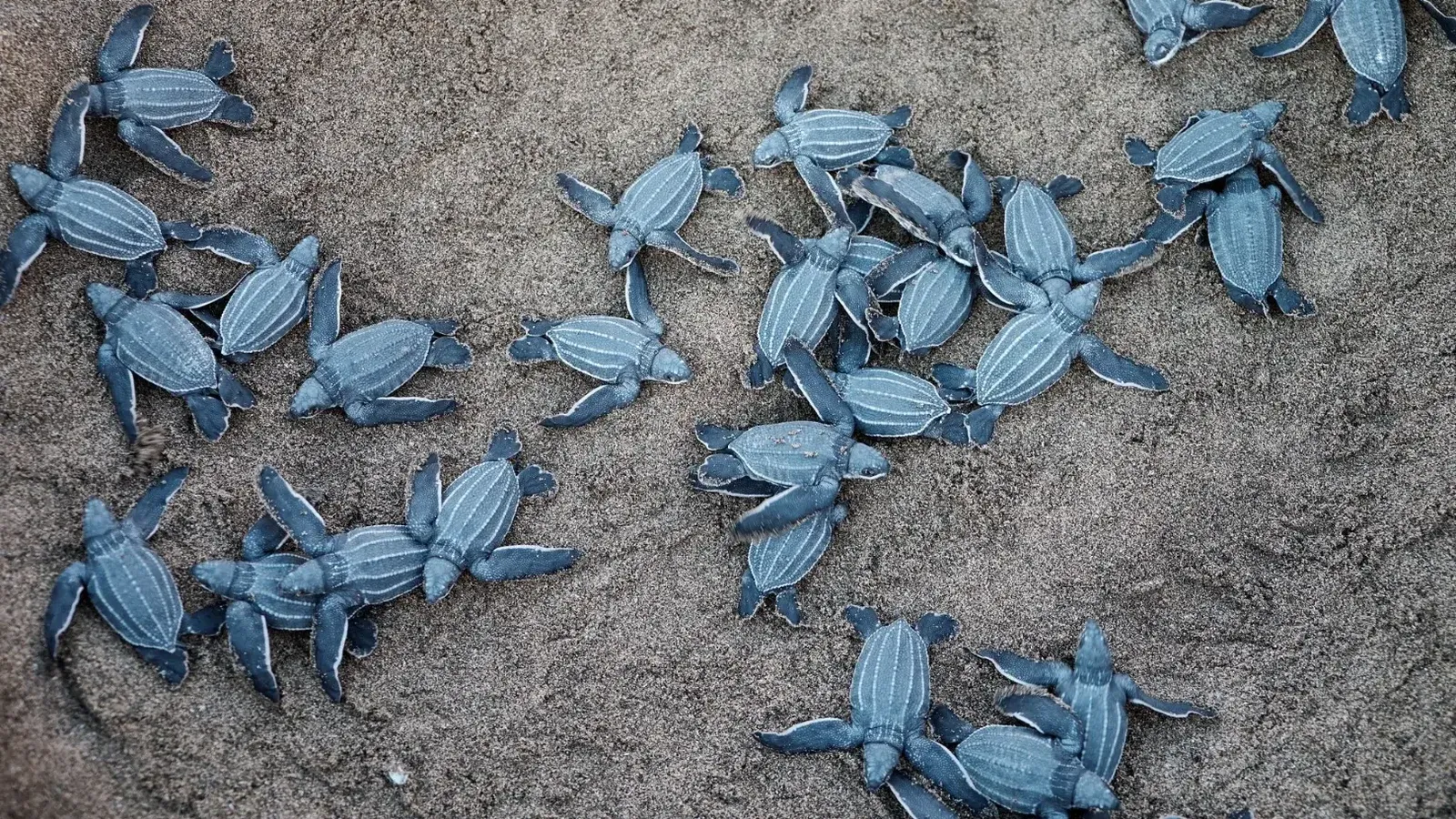 Tortugas baúles recién nacidas arrastrándose en la arena de Puerto Rico.