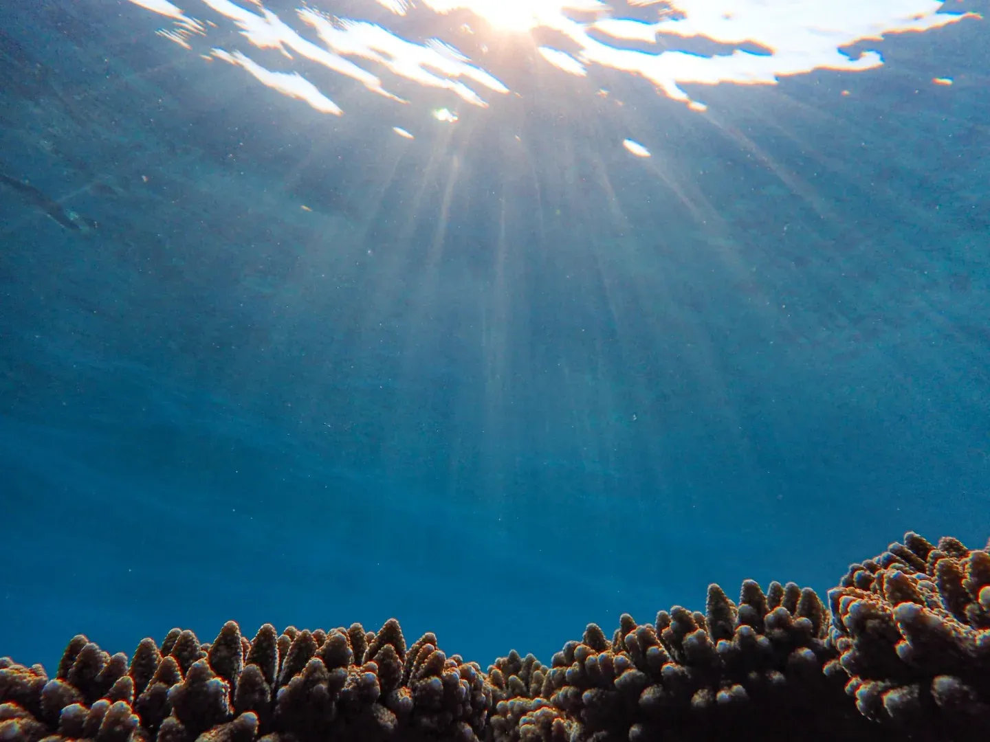 Cautivante escena submarina con la luz del sol que fluye a través del agua clara del océano hacia un vibrante arrecife de coral.