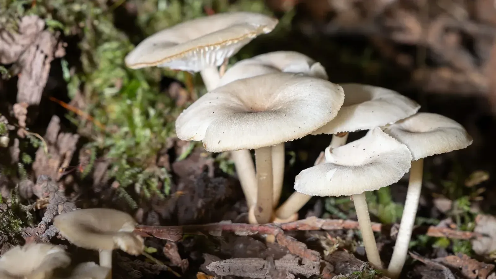 Racimo de hongos blancos que crecen en el suelo del bosque, rodeado de musgo y hojas.