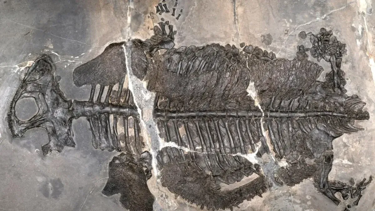 Fossilized skeleton of the marine amphibian Gerrothorax maritimus with detailed ribs embedded in gray rock slab