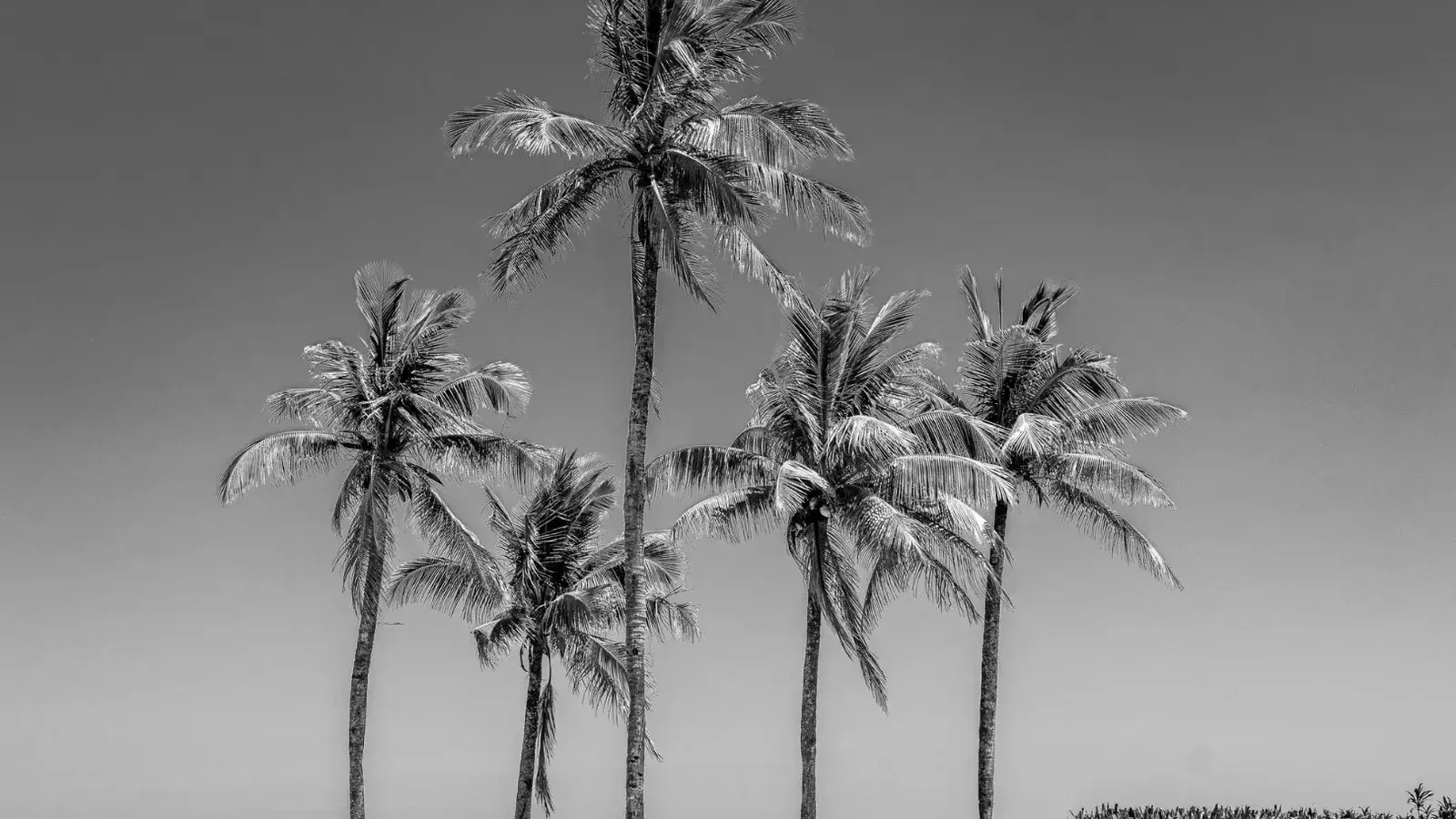 Imagen monocromática que captura elegantes palmeras contra un cielo despejado, evocando una sensación tropical.