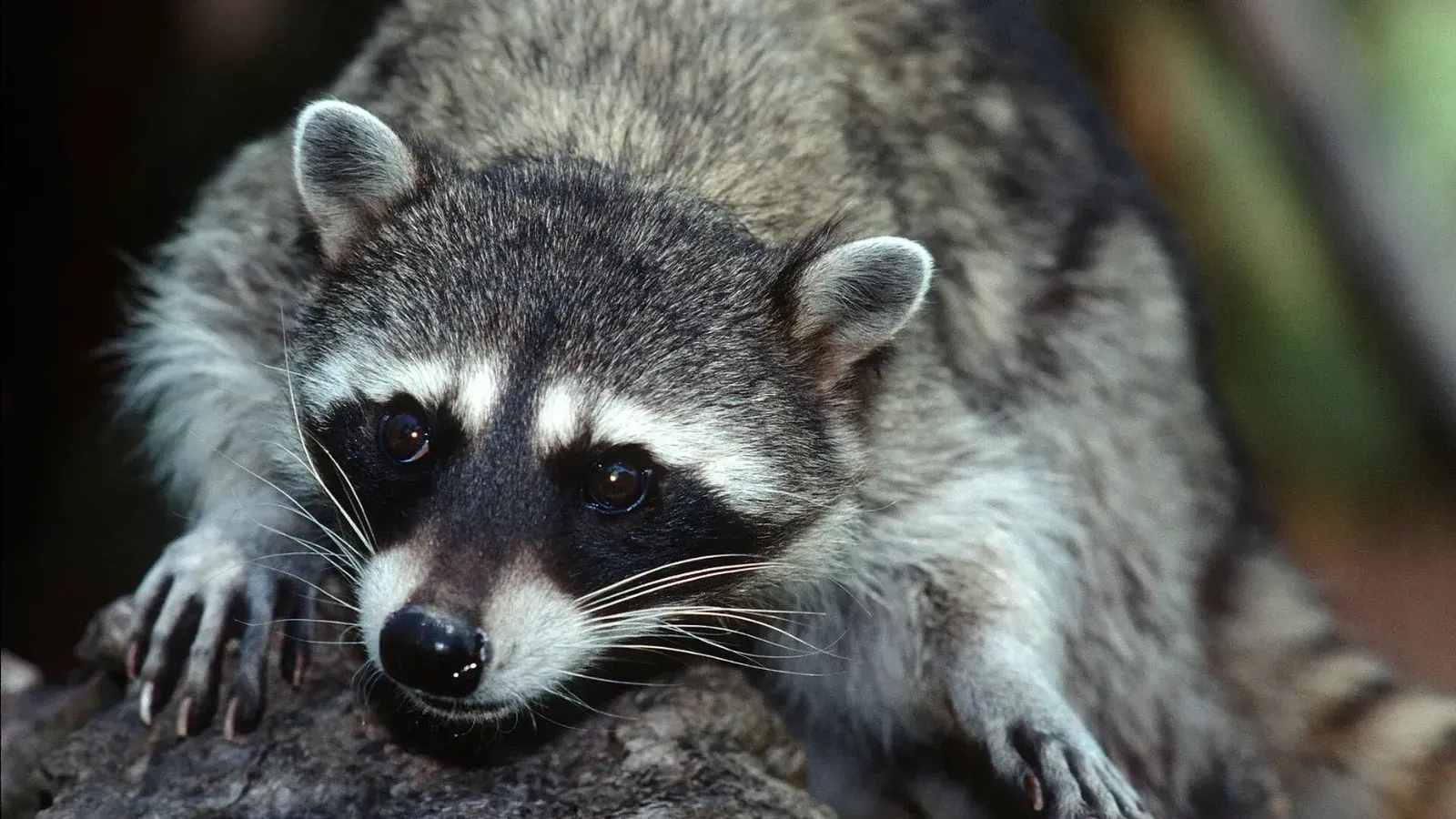 The northern raccoon (Procyon lotor) is known for its black mask across the eyes and bushy tail with four to 10 black rings.