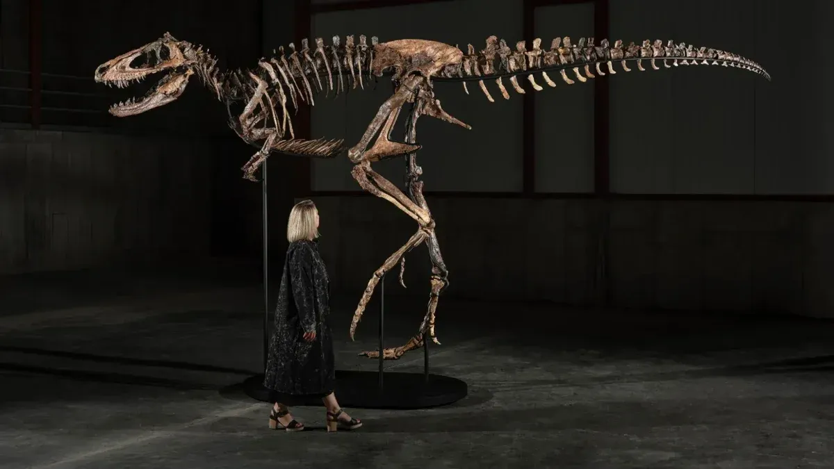 "Jodi"— A Mounted Nanotyrannus Skeleton