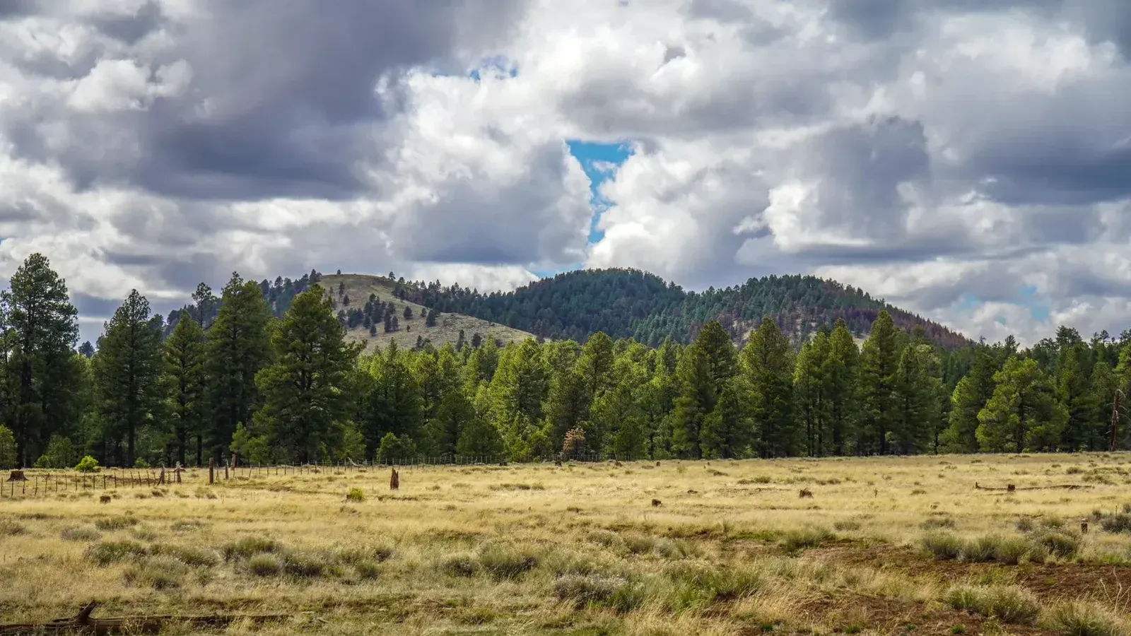 Vista escénica del bosque nacional de Coconino bajo cielos nublados en Flagstaff, Arizona.