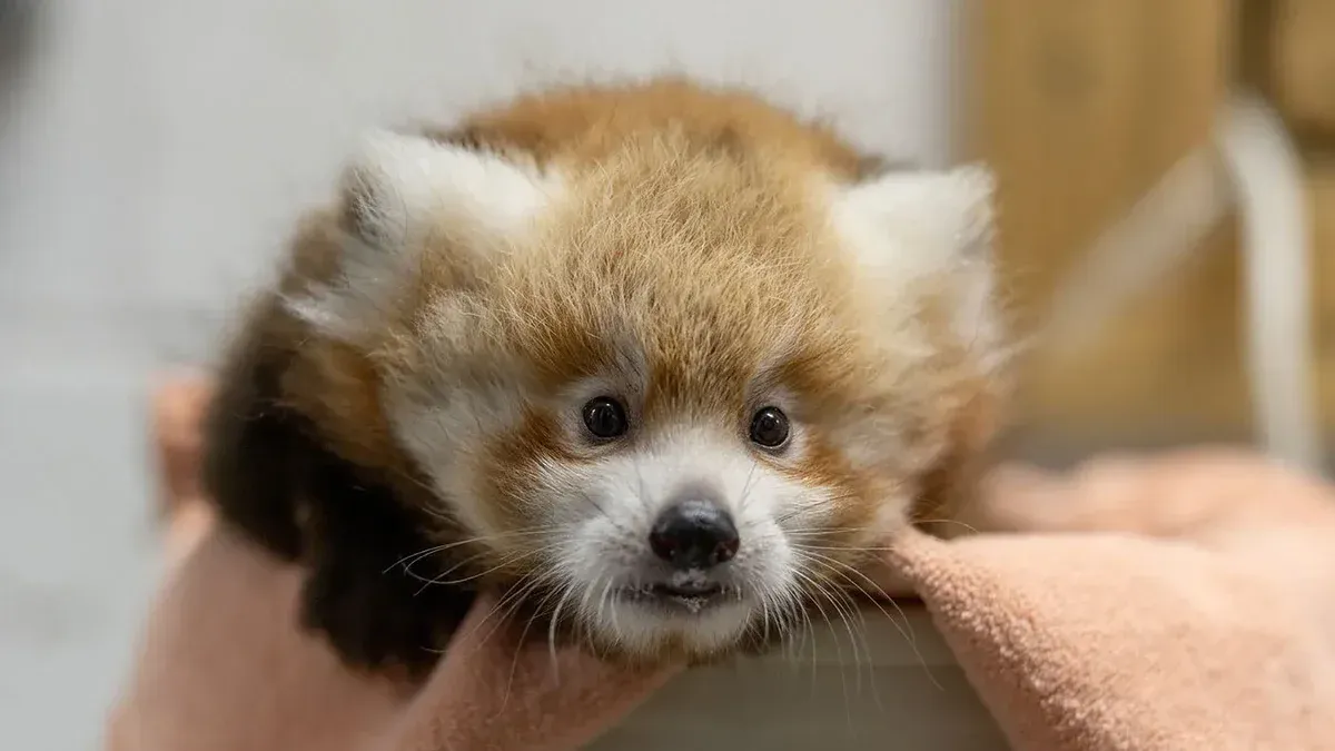 Red Panda Cub se sienta en un pequeño cubo