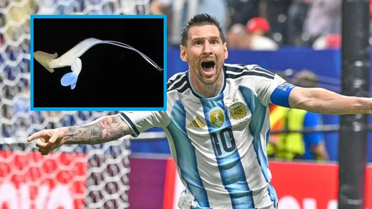 En honor a Messi: Nombran una nueva planta “Salvia messii” por sus colores