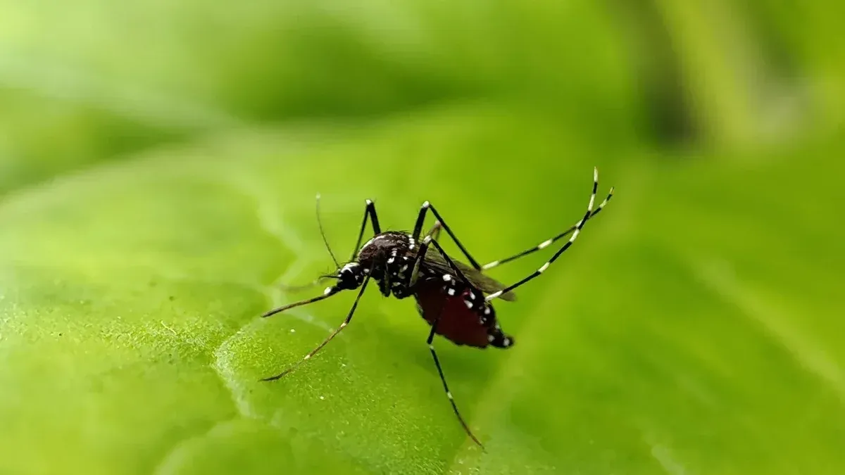 El mosquito en esta foto es mosquito de la fiebre amarilla, se puede identificar por sus marcas blancas en las piernas.
