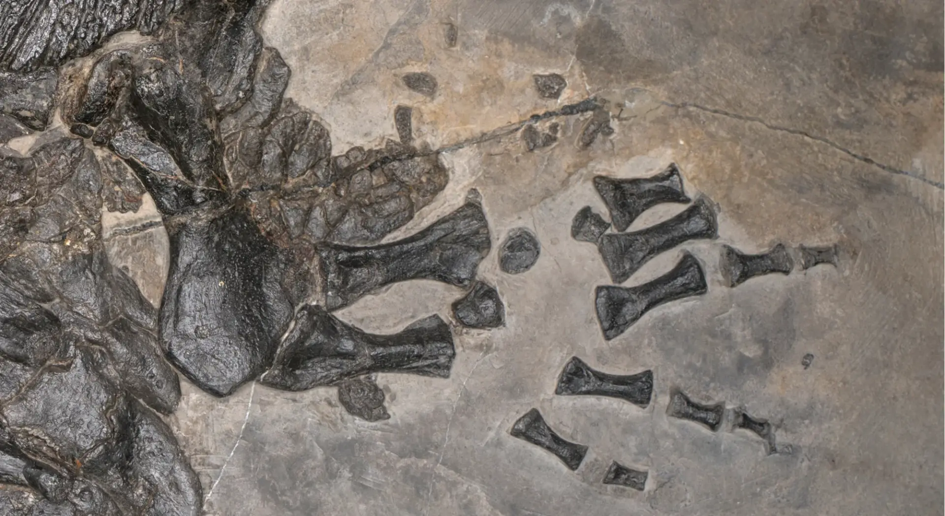 Fossilized left hand of a prehistoric marine amphibian showing bones and vertebrae embedded in gray rock
