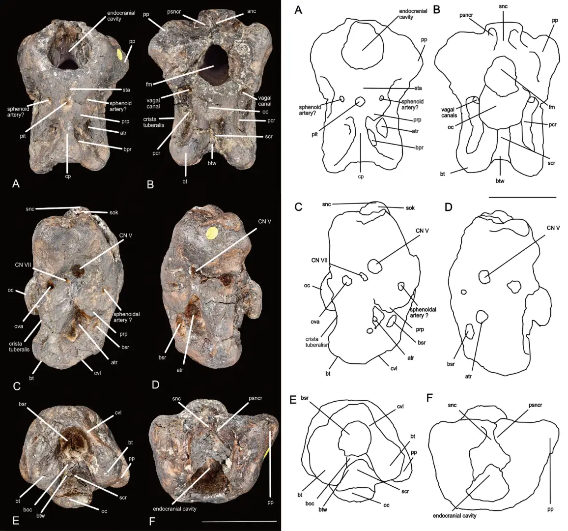 Fotografías (izquierda) y dibujos lineales (derecha) de la caja de cerebro holotipo (NHMUK PV R6775) de Invictibellatrix Amberina en A: anterior, B: posterior; C: lateral derecho; D