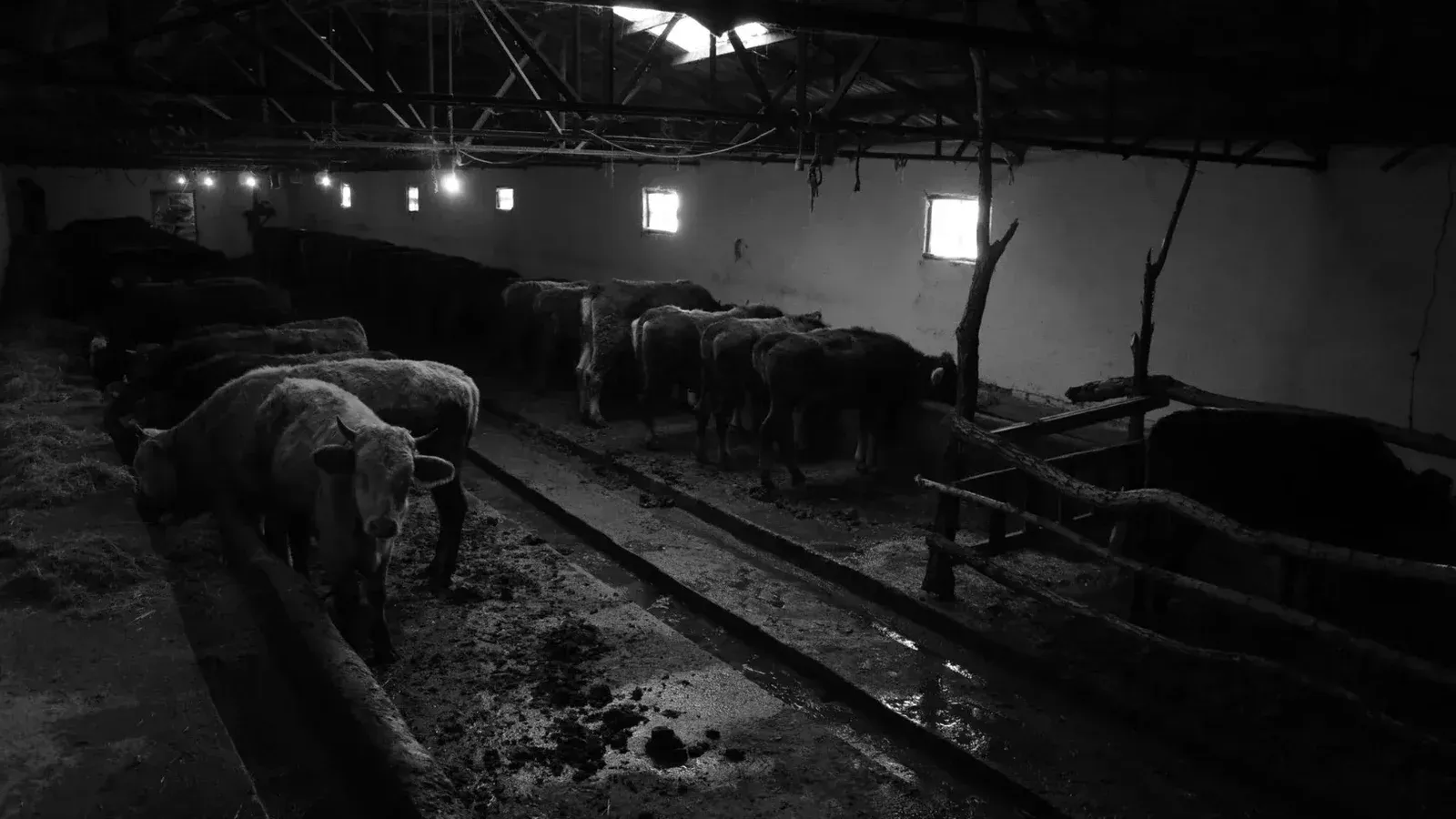 Imagen en blanco y negro de ganado en un granero con poca luz, destacando la vida rústica de la granja.