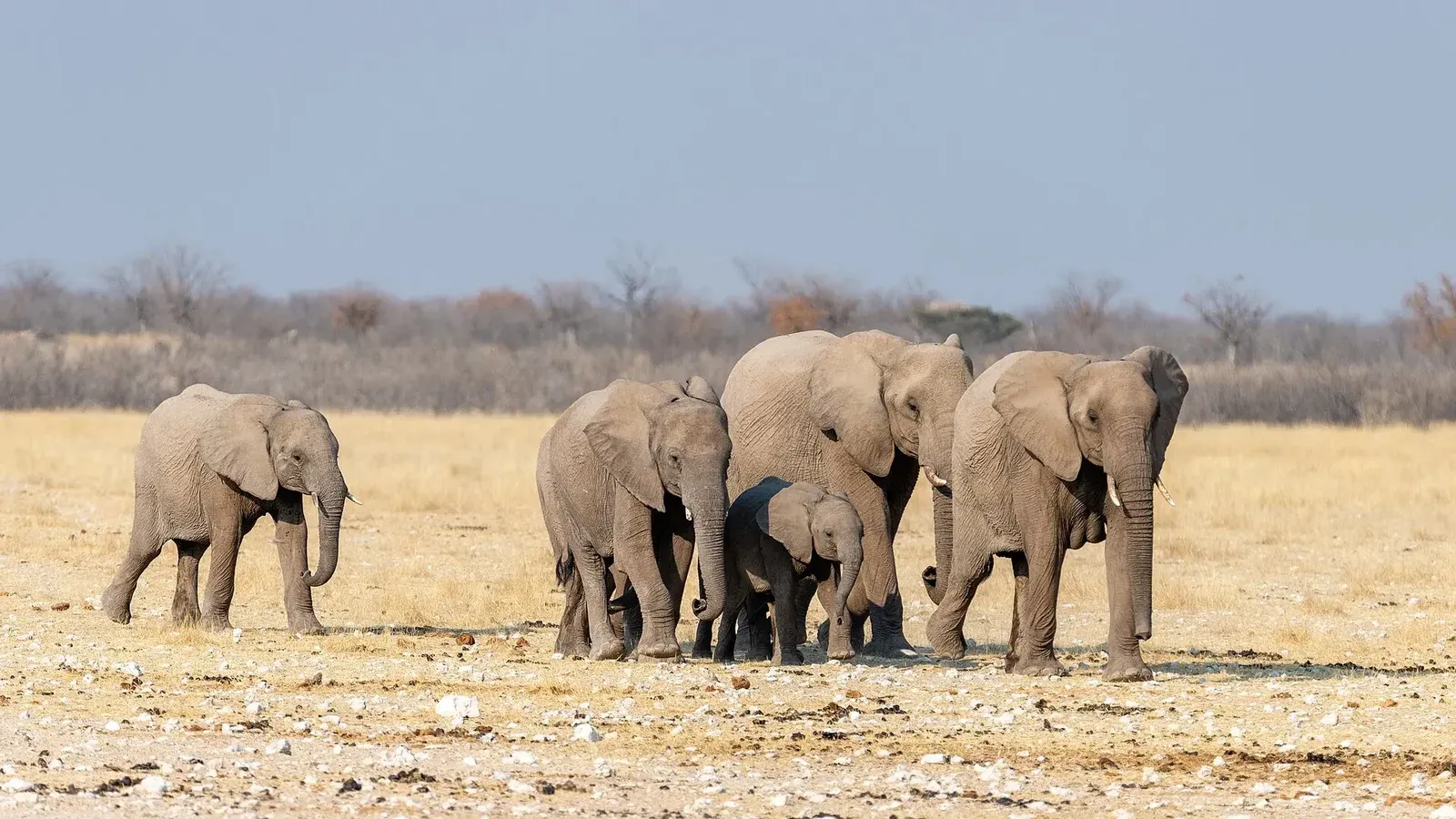 Elephant family in Etosha National Park, Namibia