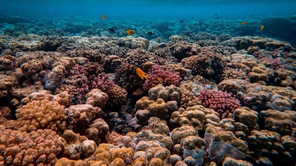 Explore a breathtaking underwater coral reef, teeming with vibrant marine life and fish.