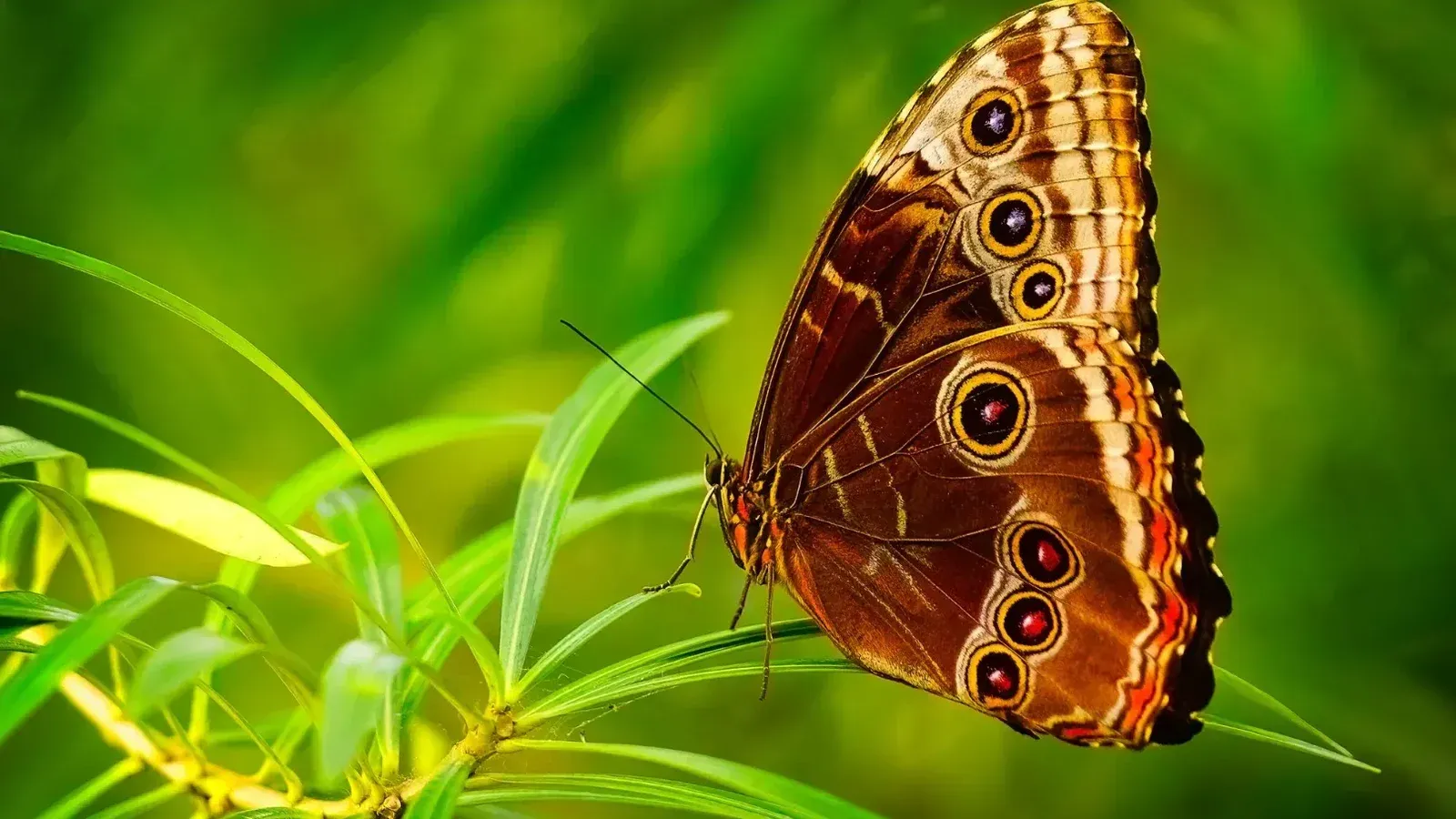 Un vívido primer plano de una mariposa descansando sobre hojas verdes, mostrando los detalles del ala.
