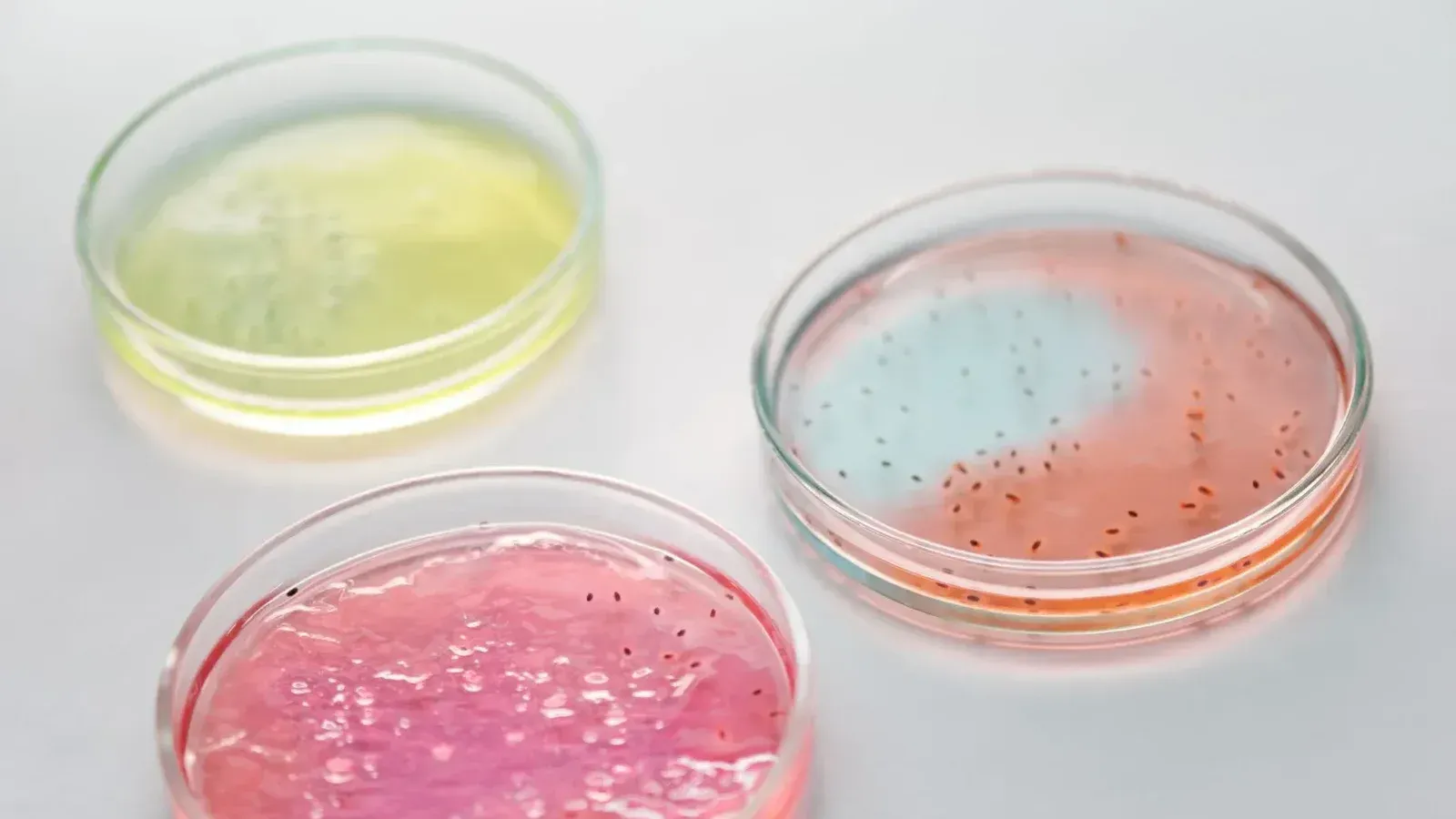 Primer plano de coloridas placas de Petri con microbios para la investigación científica.