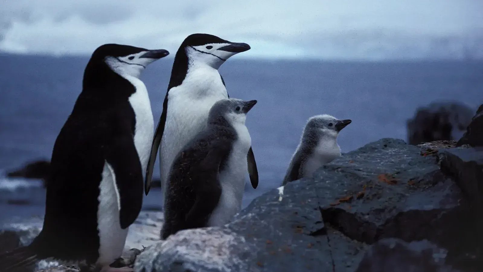 Chinstrap Penguin, Antarctic Peninsula