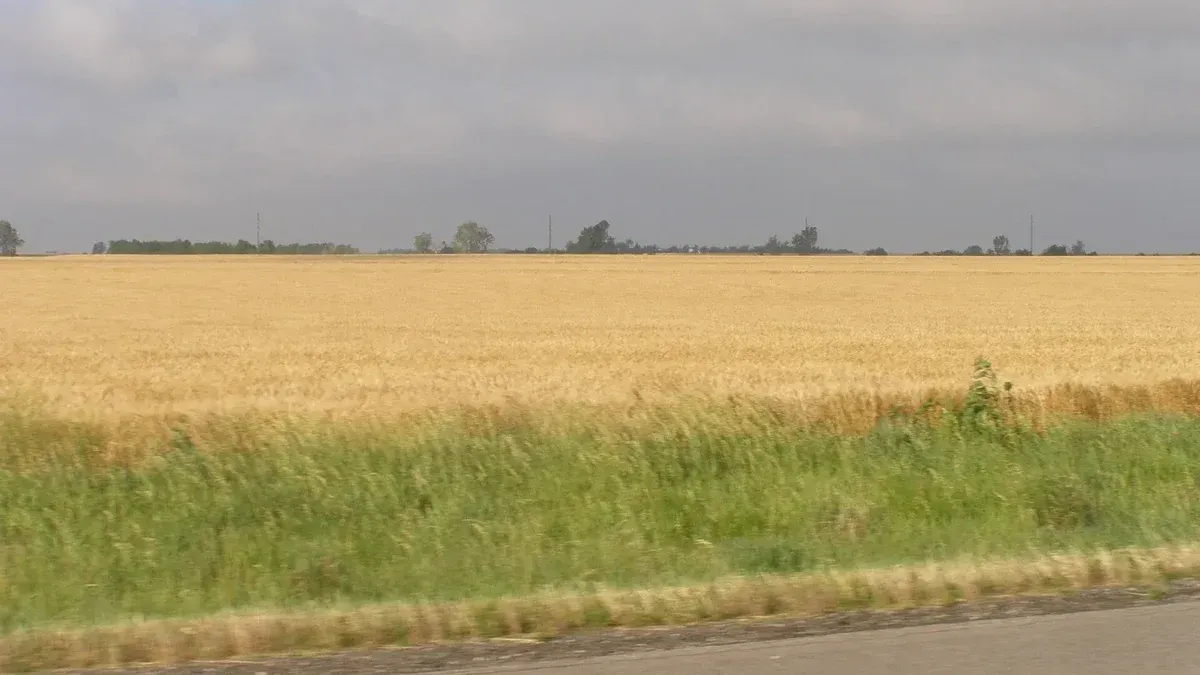 Campo de trigo en el centro de Kansas.