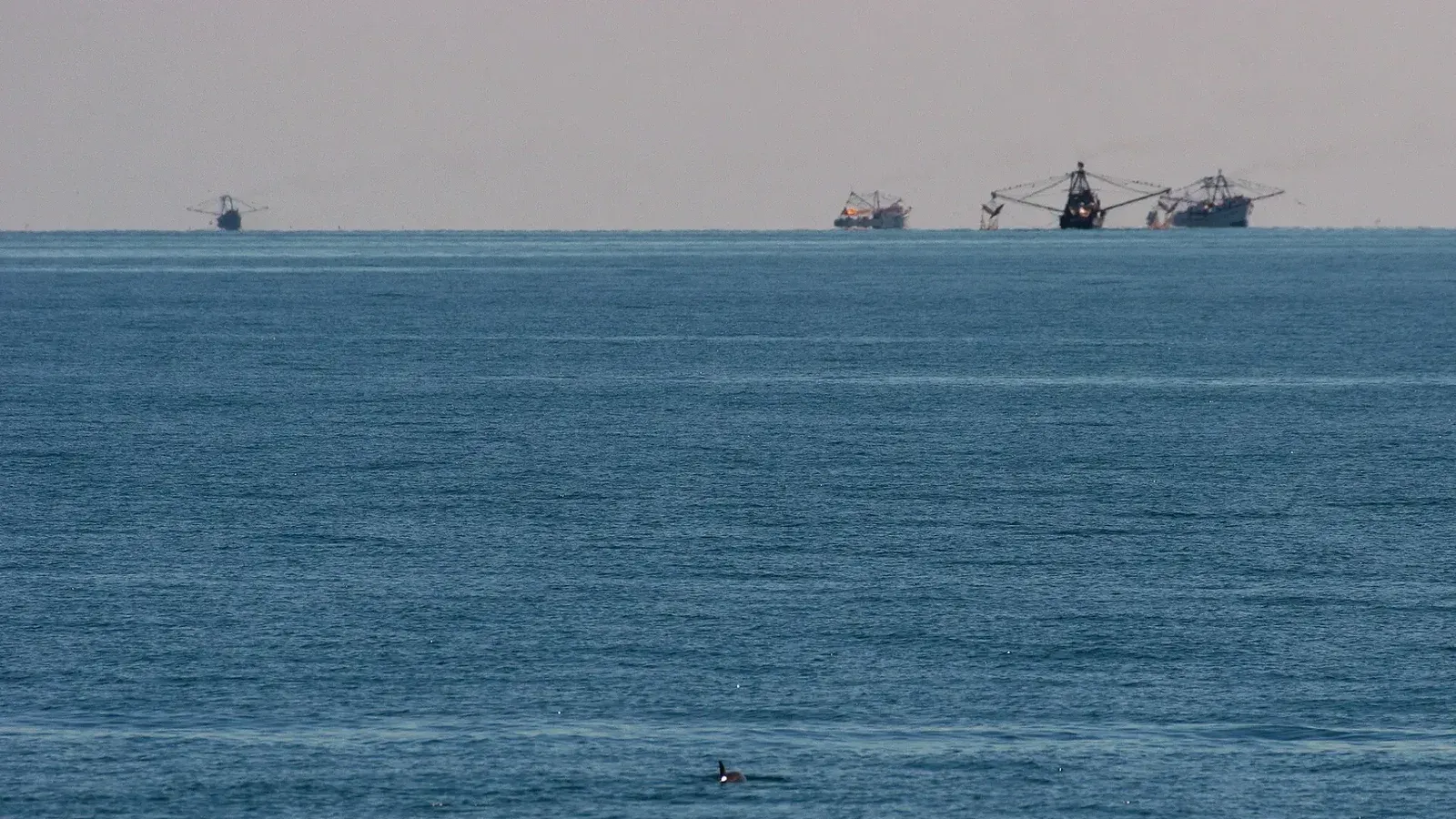 Una vaquita (Phocoena sinus) en primer plano con barcos de pesca en el fondo.