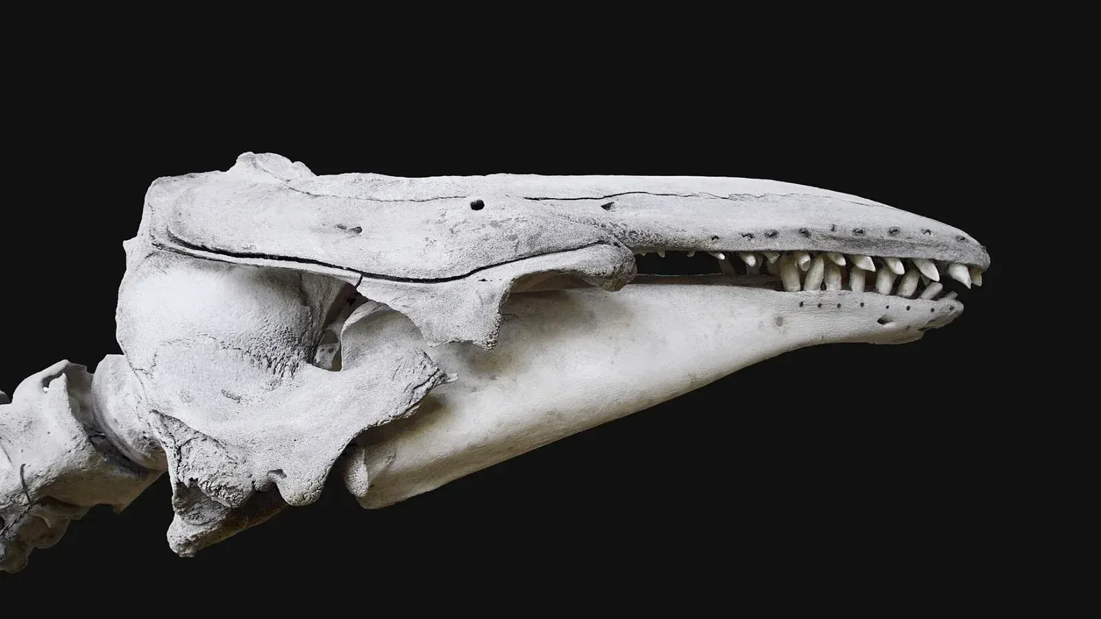 Delphinapterus leucas, Beluga, (White whale), skull.