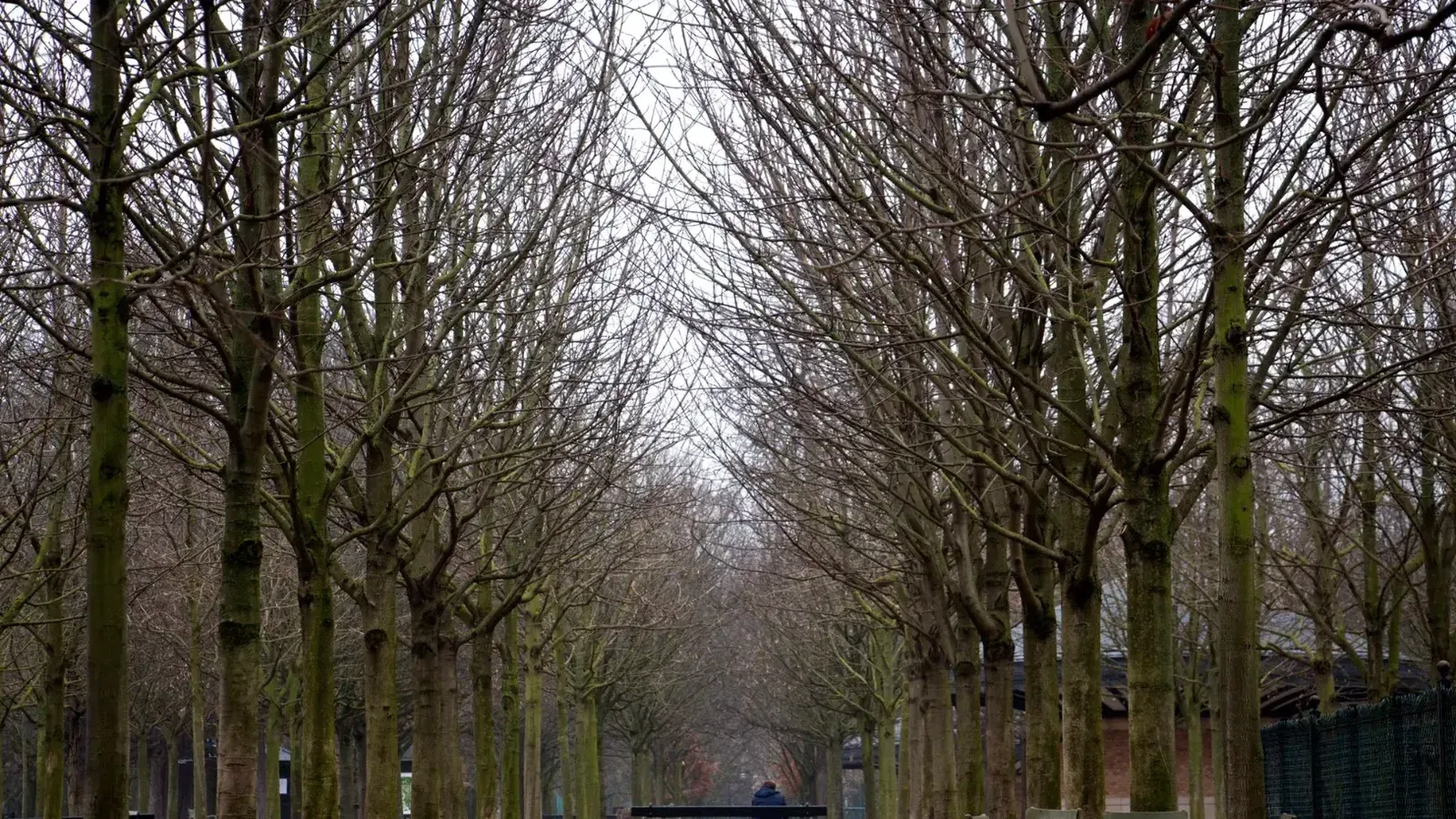Chairs and benches among leafless trees in a Paris park, capturing a serene winter scene.