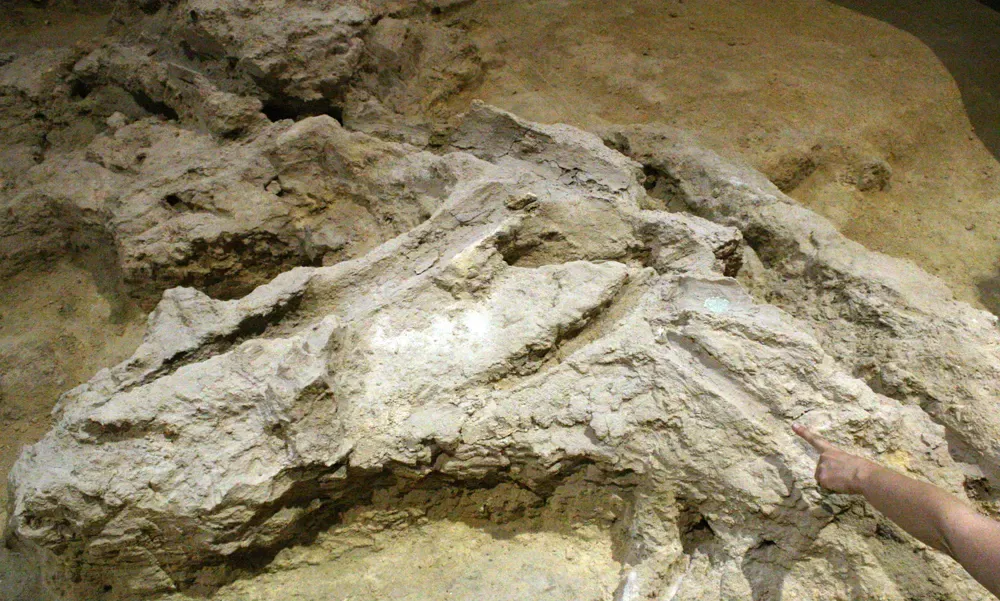 Negativos de madera fósil en el sitio prehistórico de Abric Romaní, Capellades, España, rodada durante el taller internacional "El hogar de Neanderthal: comportamientos espaciales y