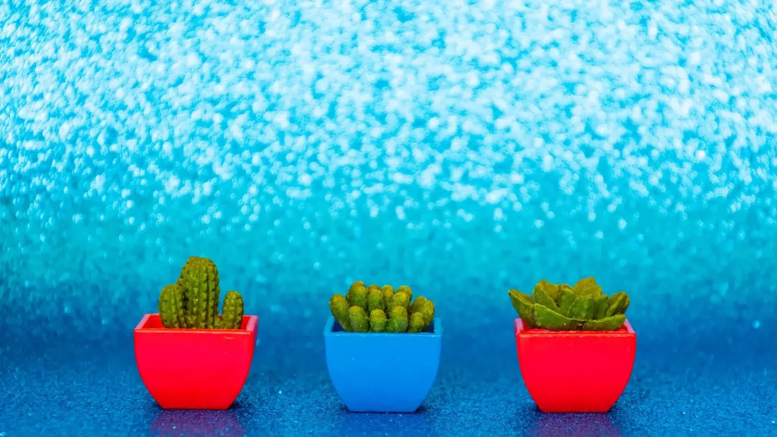 Cactus coloridos y suculentas en macetas sobre un fondo azul brillante. Perfecto para un refrescante tema de jardín interior.