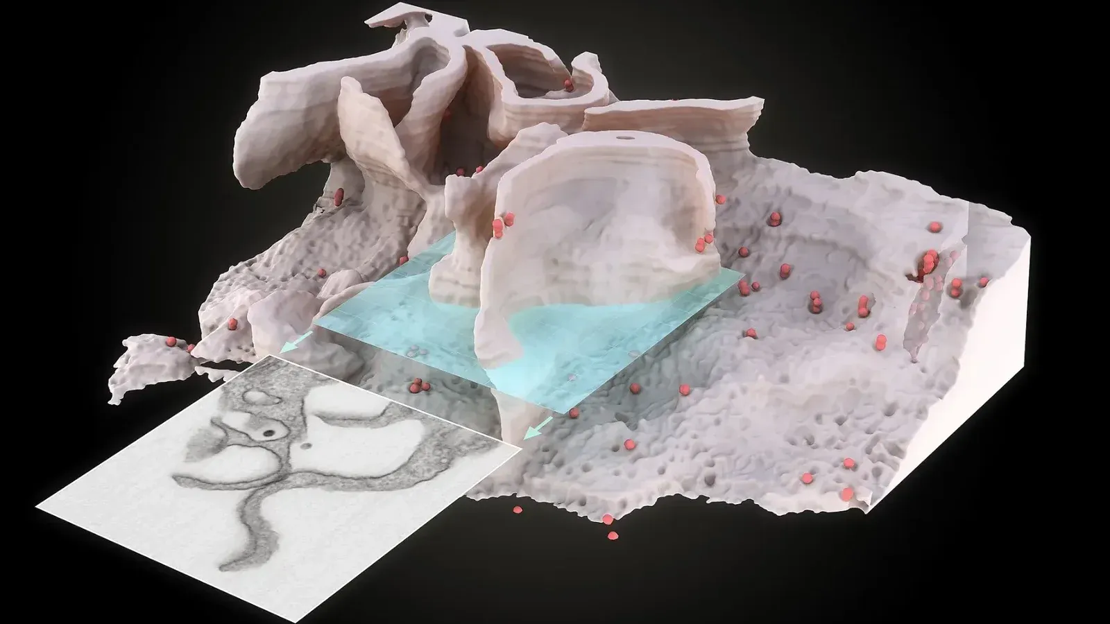 Título: Superficie del microfago infectado por el VIH Descripción: Representación 3D de la superficie y el interior de un macrófago infectado por el VIH obtenido utilizando herramientas