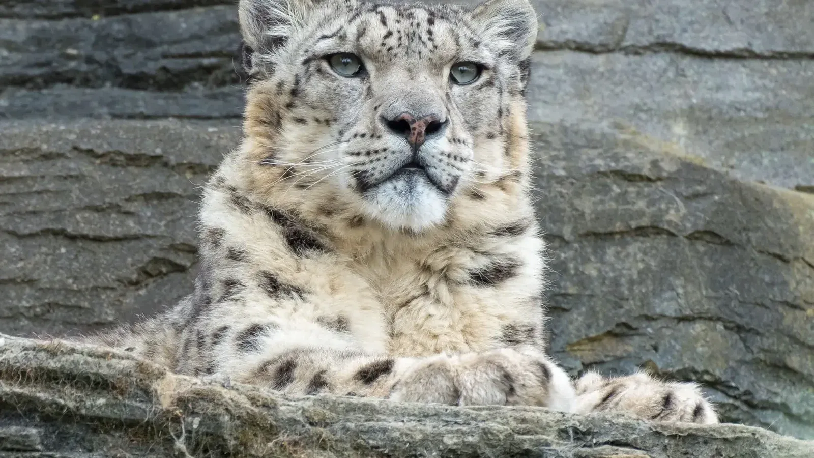 Primer plano de un leopardo de las nieves descansando contra terreno rocoso, mostrando su belleza y elegancia.