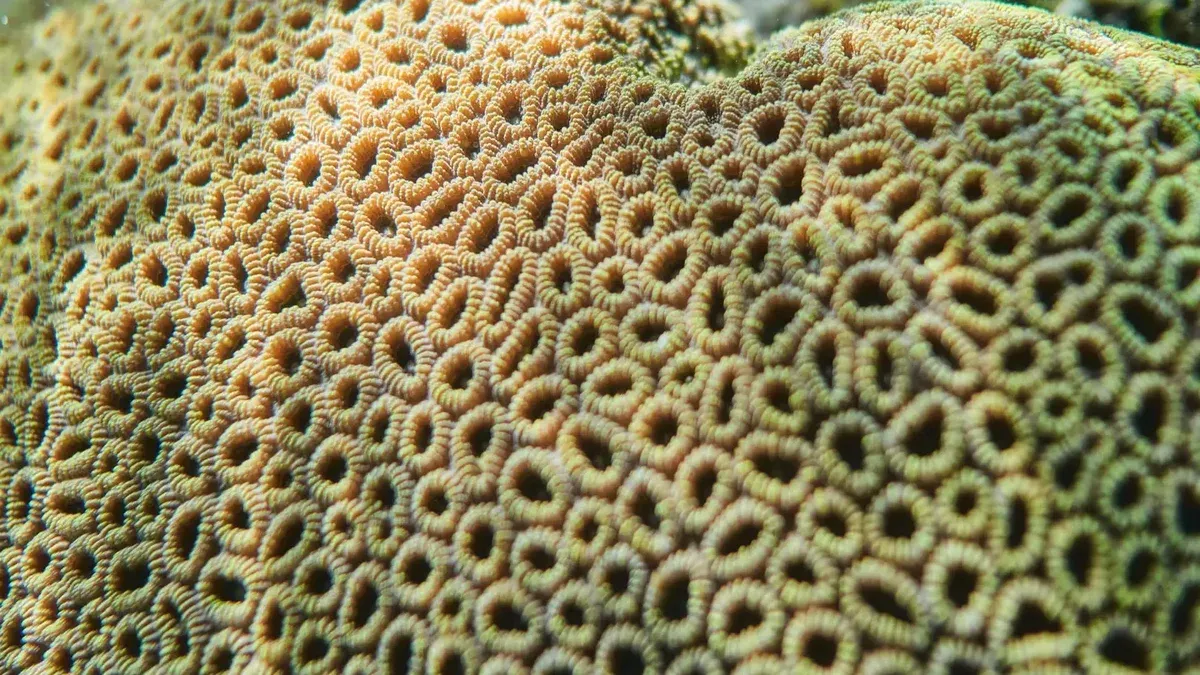 Primer plano vívido de un intrincado patrón de coral cerebral bajo el agua, mostrando el diseño único de la naturaleza.