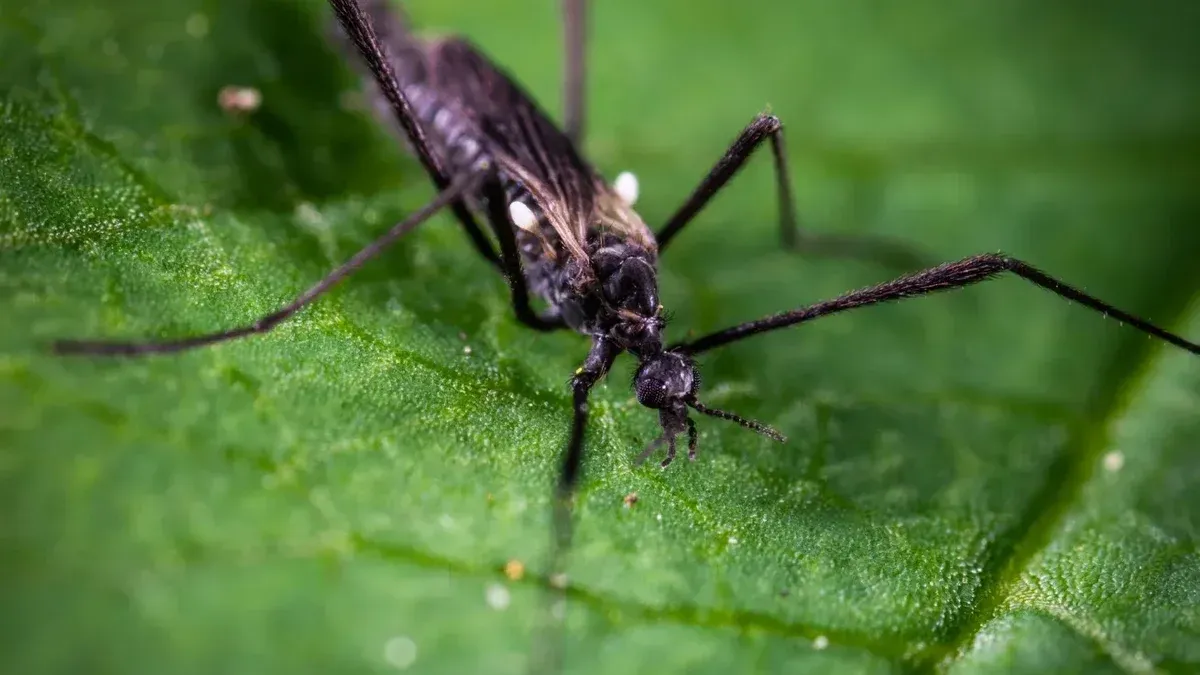 Toma detallada macro de un mosquito descansando sobre una hoja verde vibrante, mostrando sus características intrincadas.