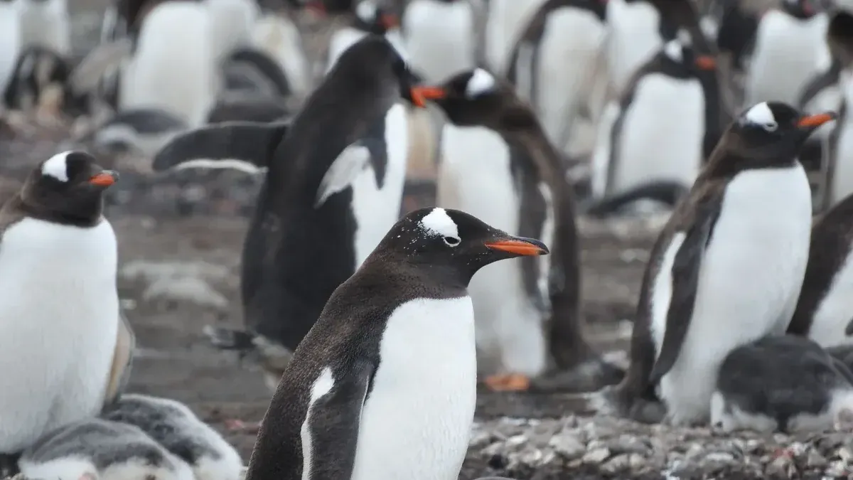 Los pingüinos gentoo se reúnen en una orilla rocosa, mostrando sus vibrantes picos naranjas.