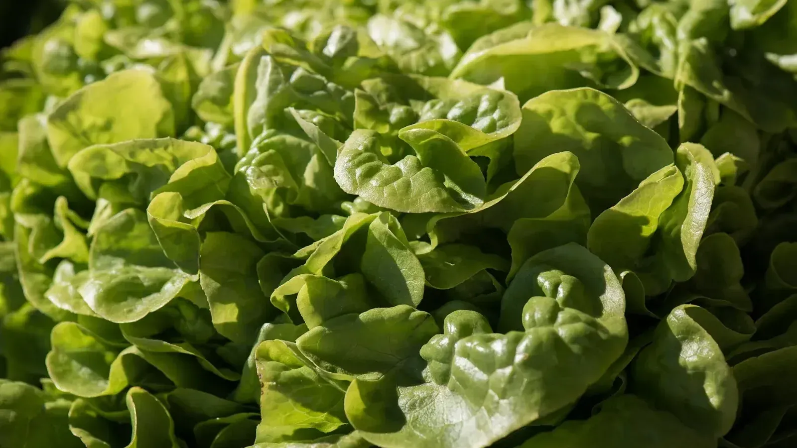 Lechuga verde frondosa a la venta por vendedores en los EE. UU.