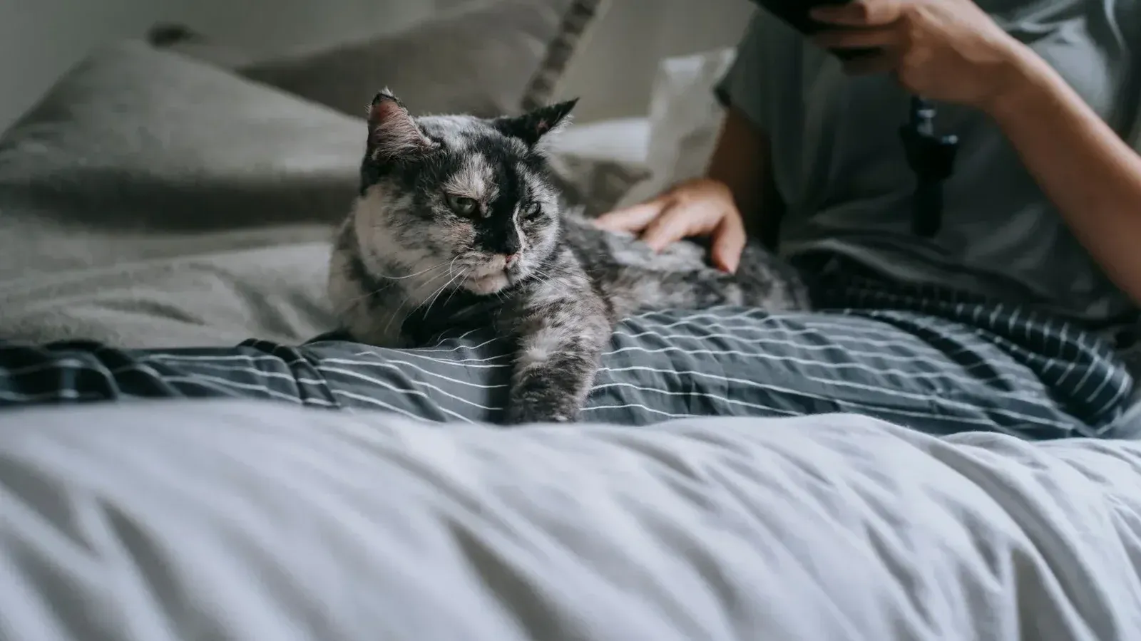 Mujer que navega por un teléfono inteligente y acariciando a un gato moteado mientras está acostado en la cama con cojines en el dormitorio durante el fin de semana en un apartamento