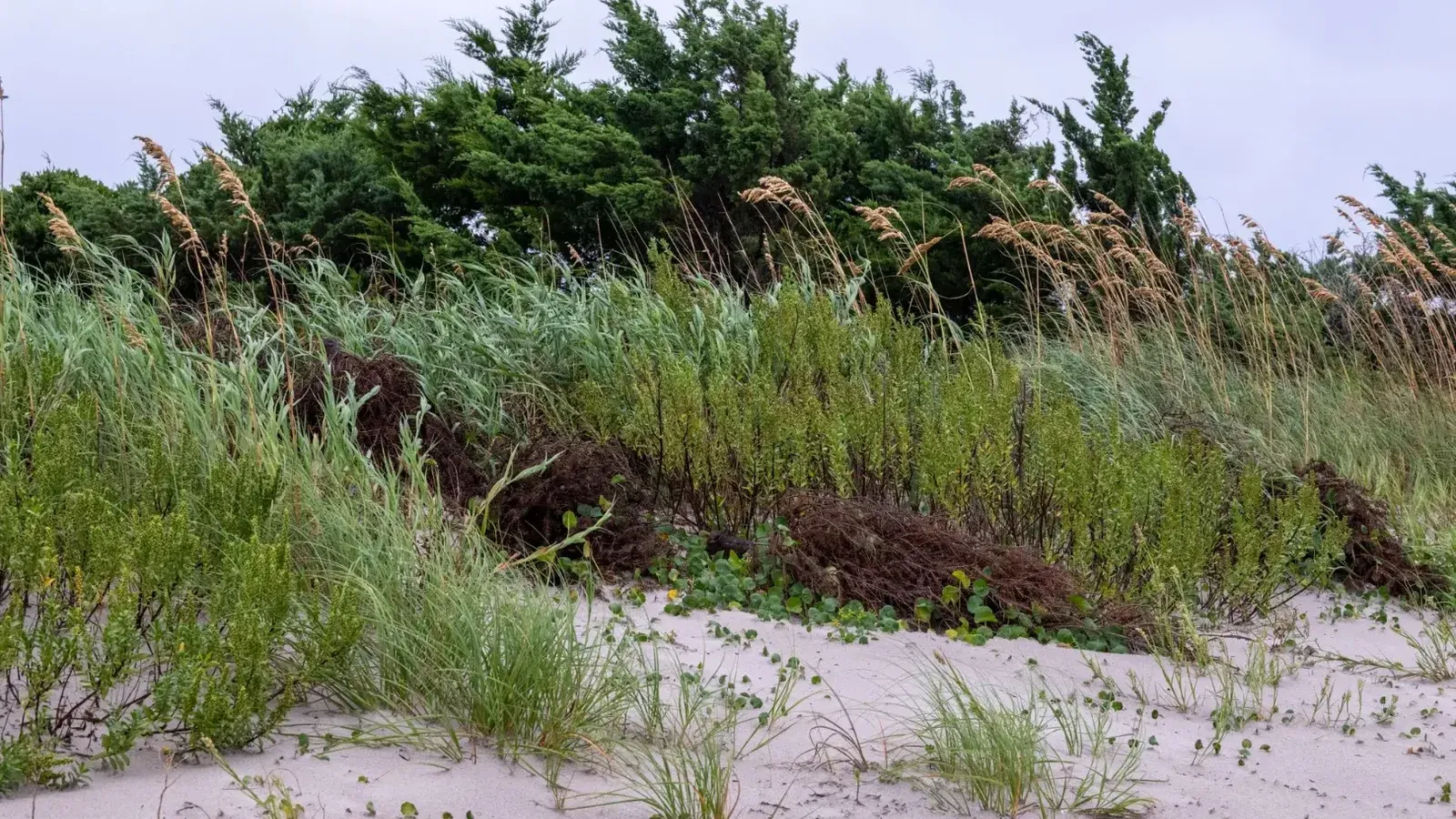 Exuberantes dunas verdes y pastos en Atlantic Beach, Carolina del Norte en un día de brisa.