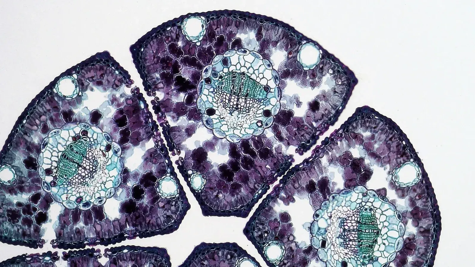 Vista microscópica de la sección transversal del tejido vegetal que destaca la estructura celular para el análisis científico.