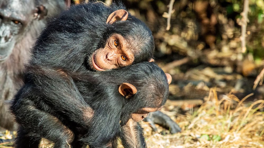 Chimpancés y bonobos recurren al contacto físico para mantener la paz en el grupo imagen del post
