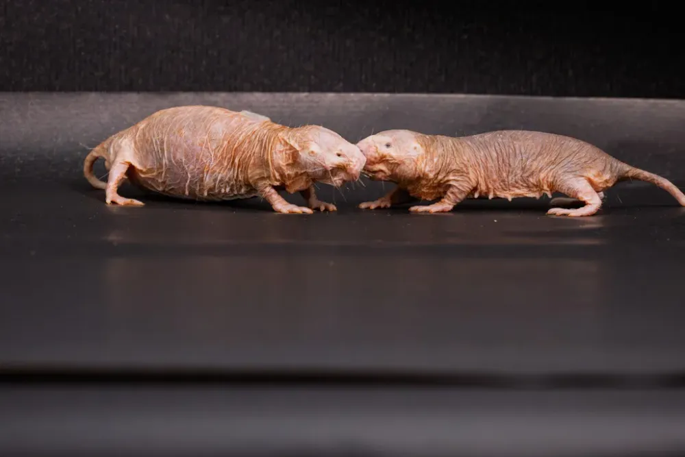 Un solo olor de la reina rata topo desnuda frena la reproducción en su colonia imagen del post