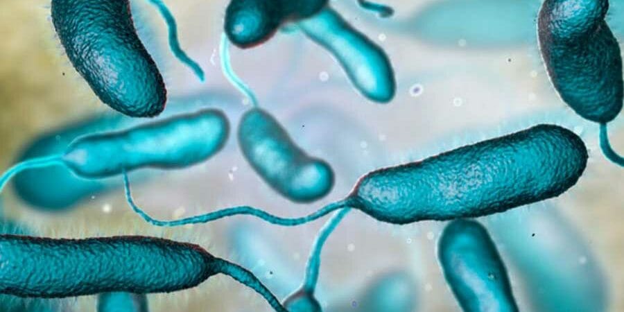 Bacteria "come carne": una muerte en Florida, dos en Alemania y en México nadie la cuenta imagen del post
