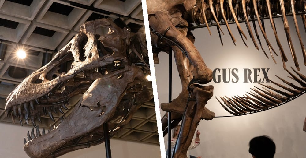 Fósil de T-Rex será subastado y la comunidad científica está muy preocupada imagen del post