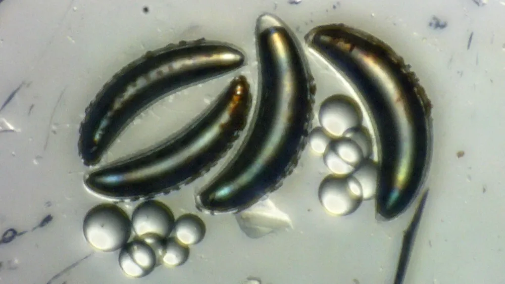 Larvas de mosca aguantan 400 metros de presión y reabren el misterio del océano sin insectos imagen del post