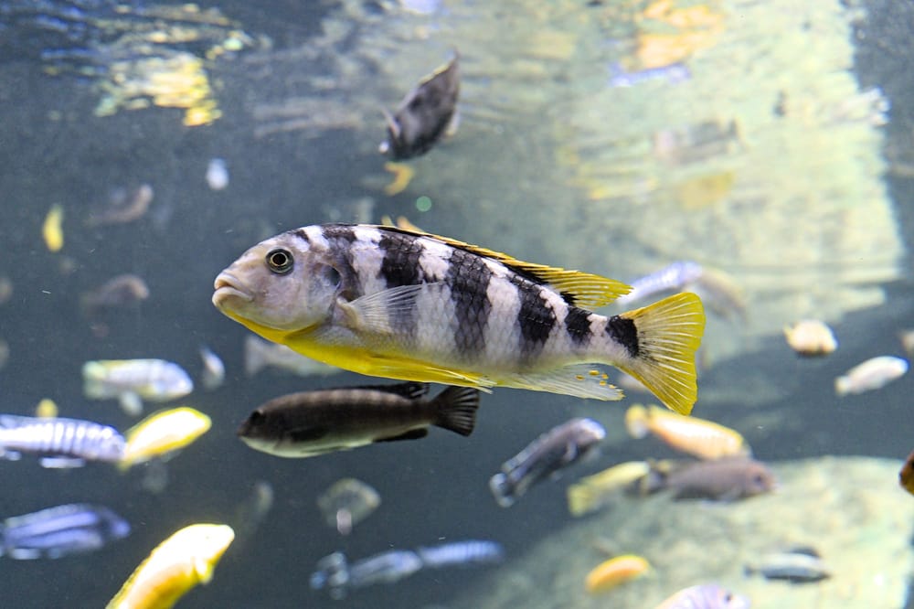 Más de 5,000 pruebas revelan cómo dos peces emparentados deciden de forma distinta imagen del post