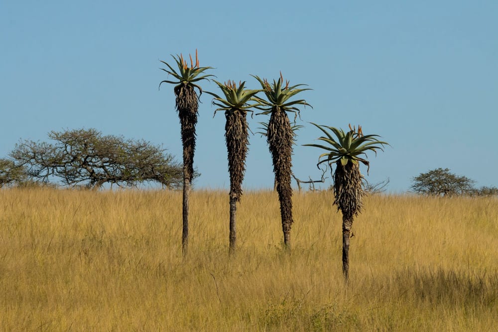 El pasto que se creía indiferente al CO2 creció 28% en Kruger por el agua que dejó de perder imagen del post