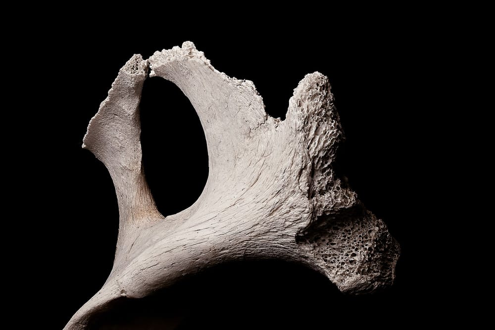 El denisovano de 1.90 m salió de una tibia incompleta y su edad cayó de 160,000 a 45,000 años imagen del post
