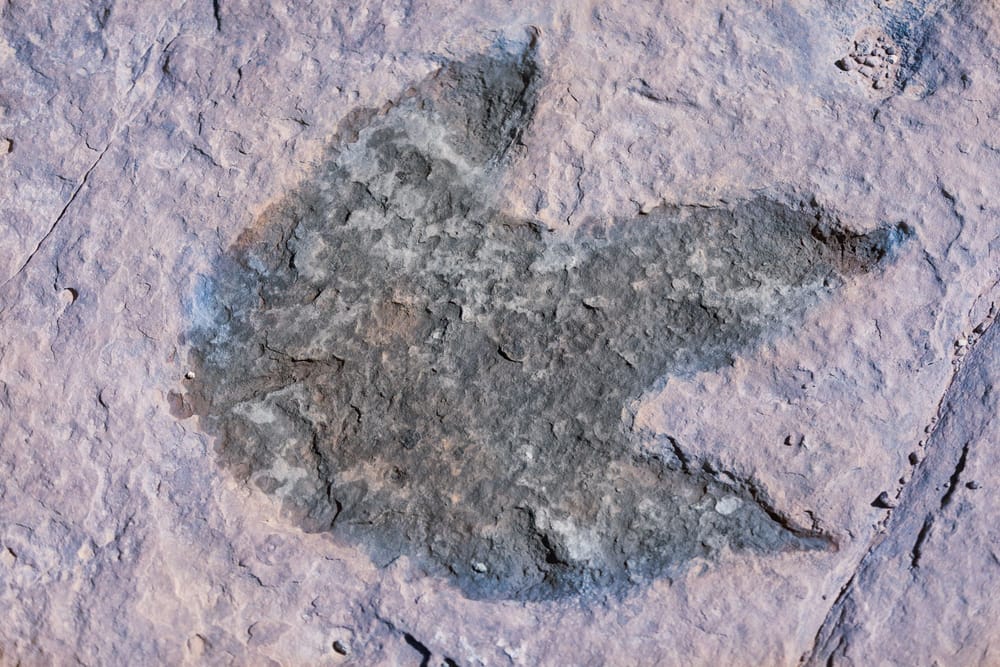 Los insectos tienen seis patas, pero este fósil de Texas tenía 24 y pasó 40 años mal clasificado imagen del post