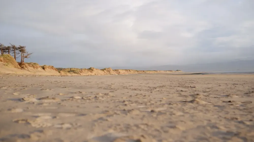 Estos crustáceos de un centímetro mueven tanta arena como un río en las playas de California imagen del post