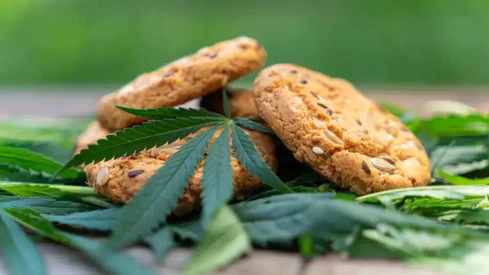 ¡Hay luz verde! Suprema Corte aprueba uso de cannabis en alimentos para autoconsumo recreativo imagen del post
