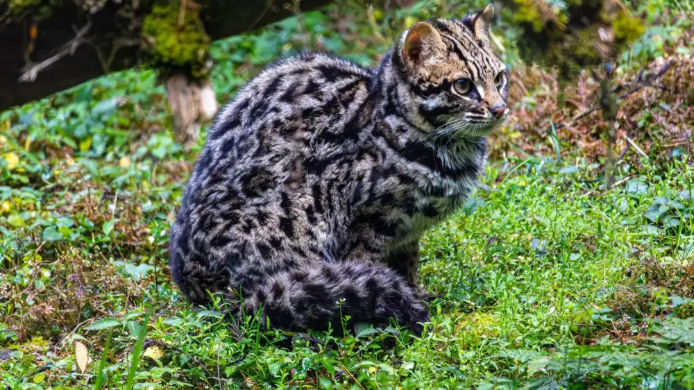 Identifican en Bolivia al tilcayo, el primer felino nuevo en más de un siglo imagen del post