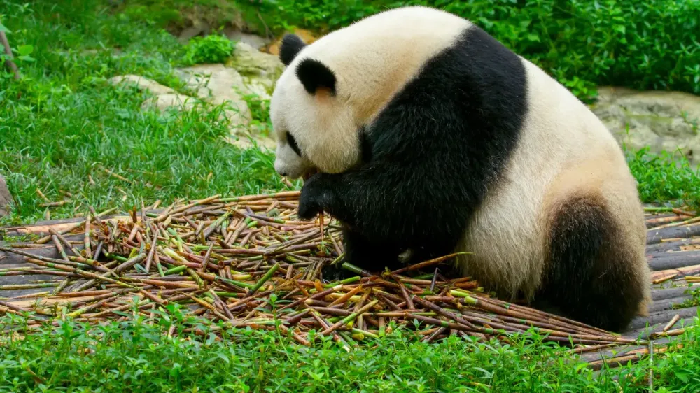 Un panda gigante masticando bambú en el zoológico de Chengdu, capturando un momento sereno en la naturaleza.